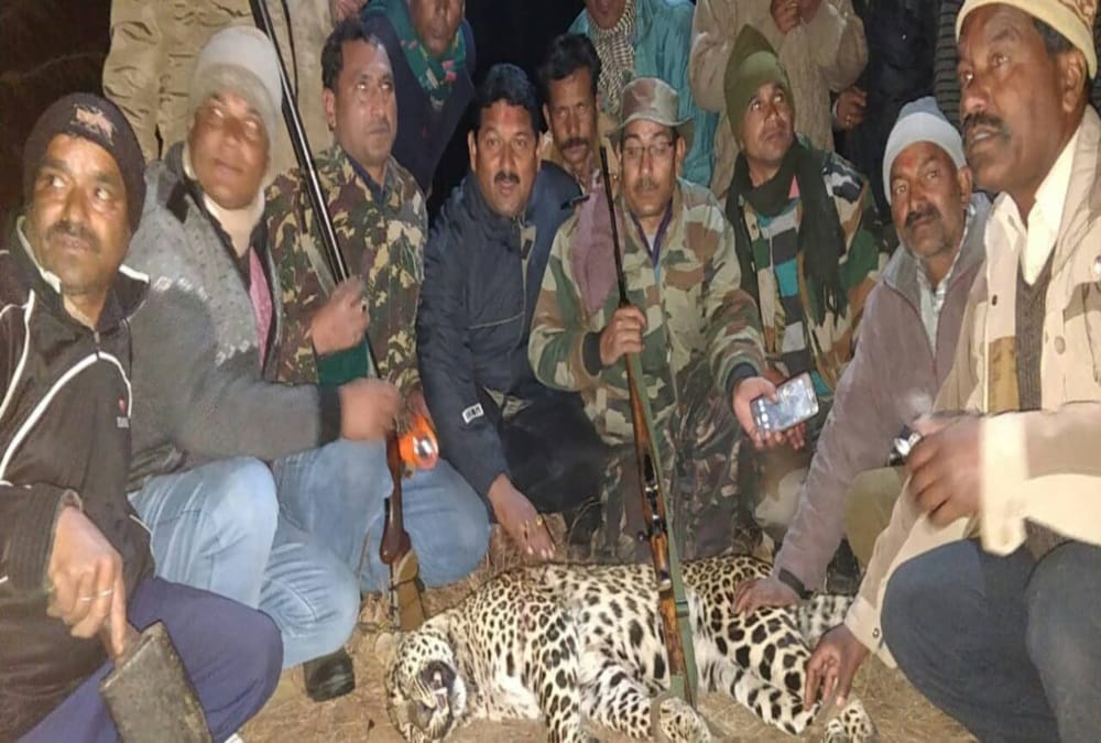 Maneater Leopard killed by sharp shooter lakhpat in Almora