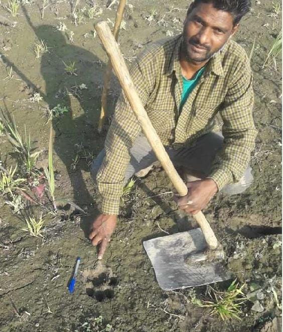 ट्रैक्टर ट्राली के सामने आया बाघ, मचा हड़कंप