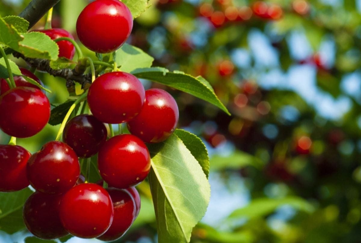 cherry farming in himachal pradesh an alternate for apple cultivation
