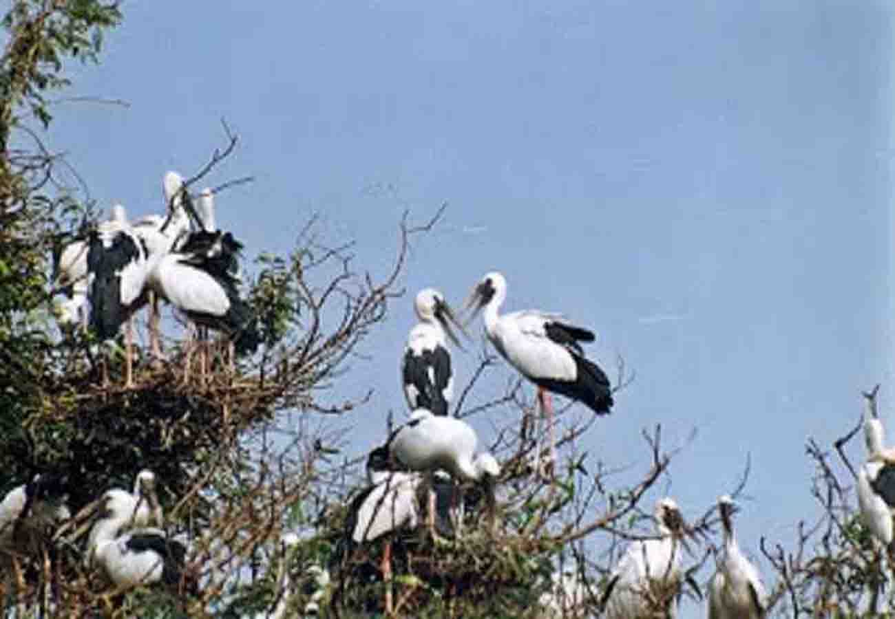 birds coming from foreign country in kanpur