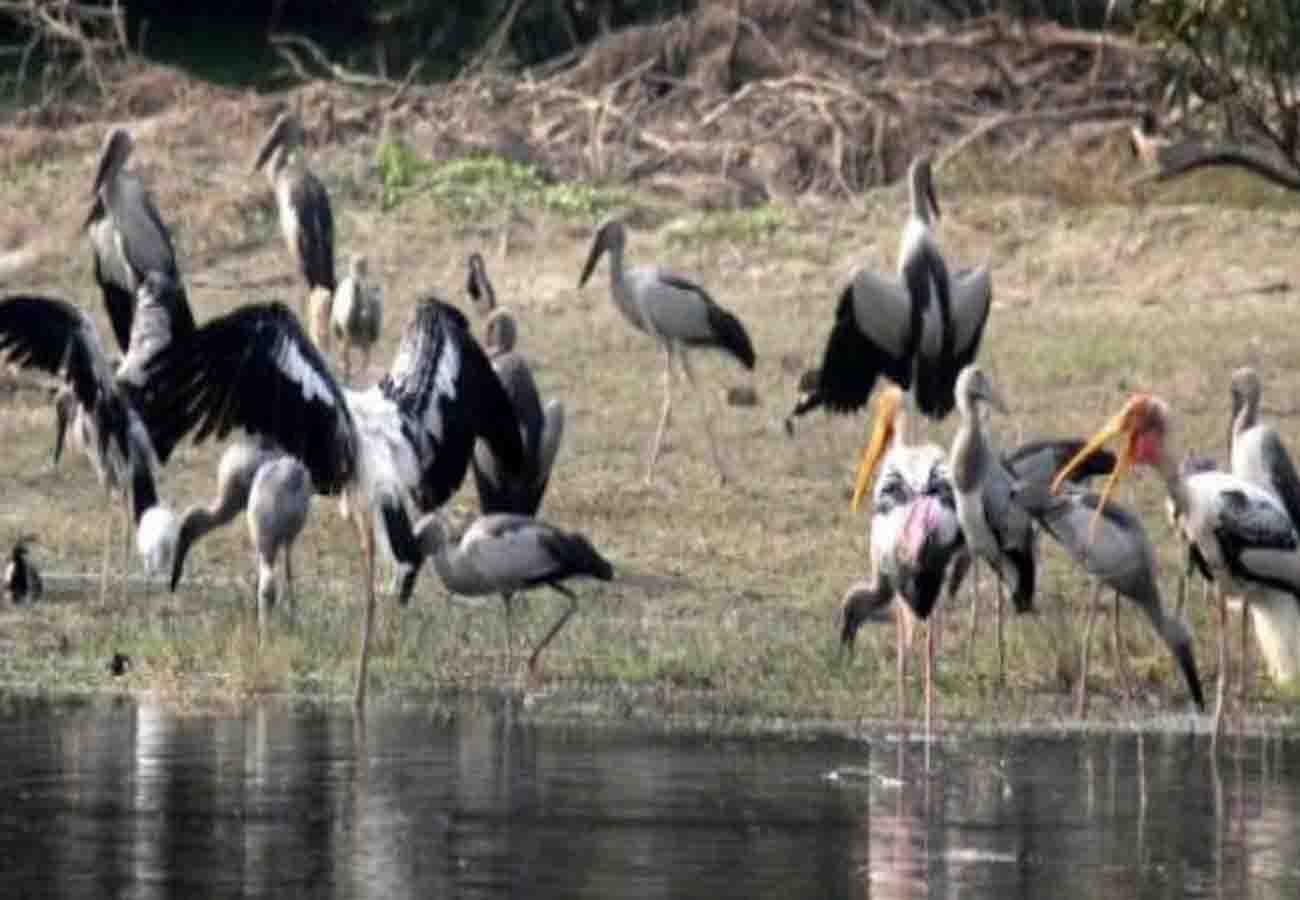 birds coming from foreign country in kanpur