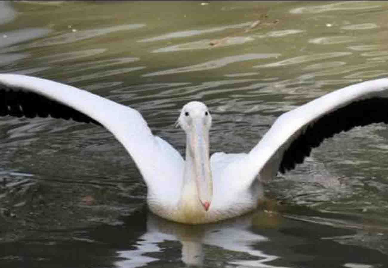 birds coming from foreign country in kanpur