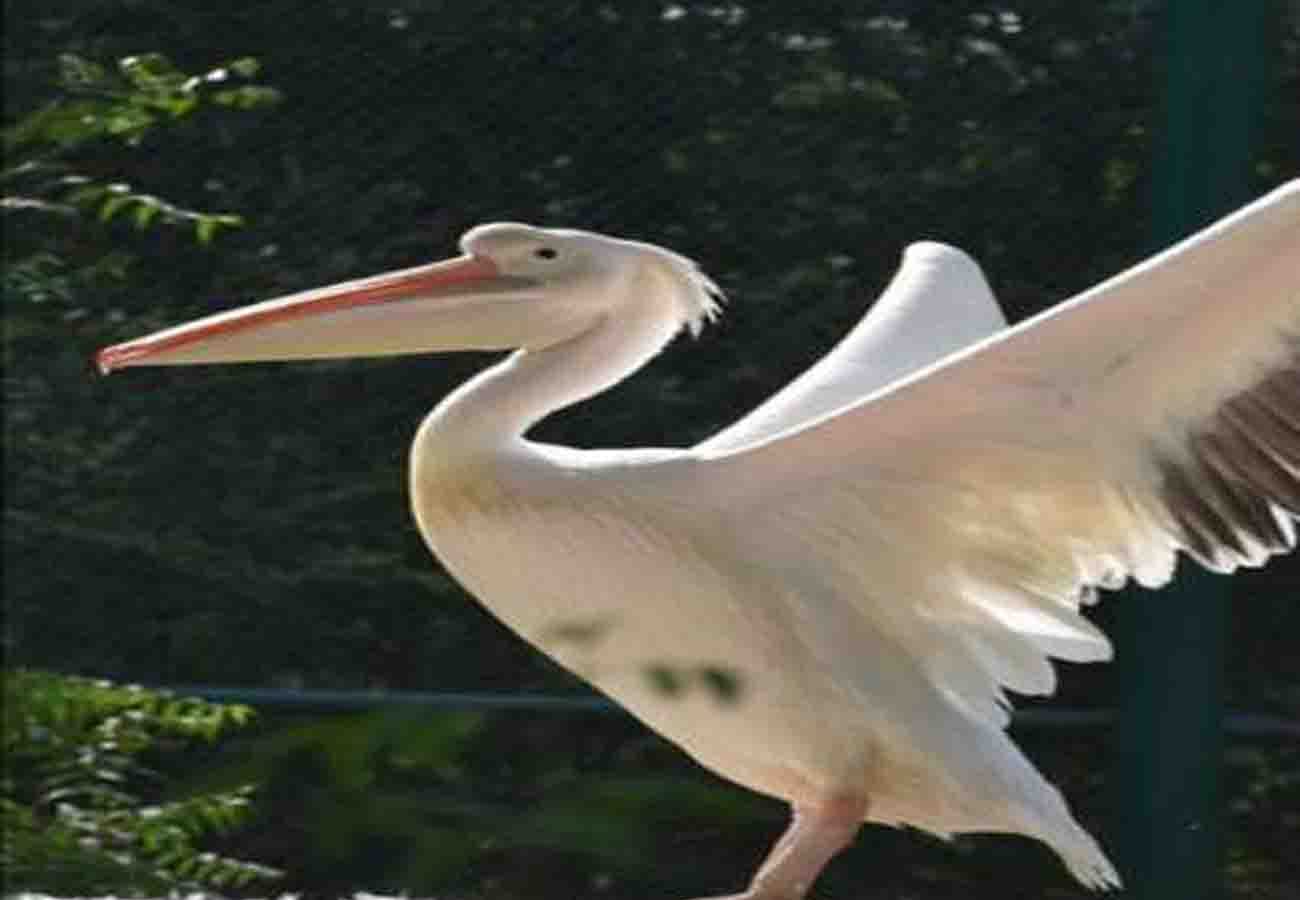 birds coming from foreign country in kanpur