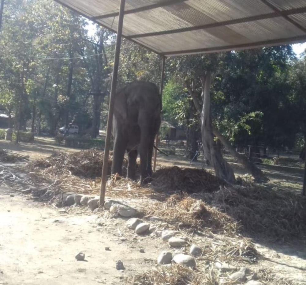 Female elephants fight in ram nagar