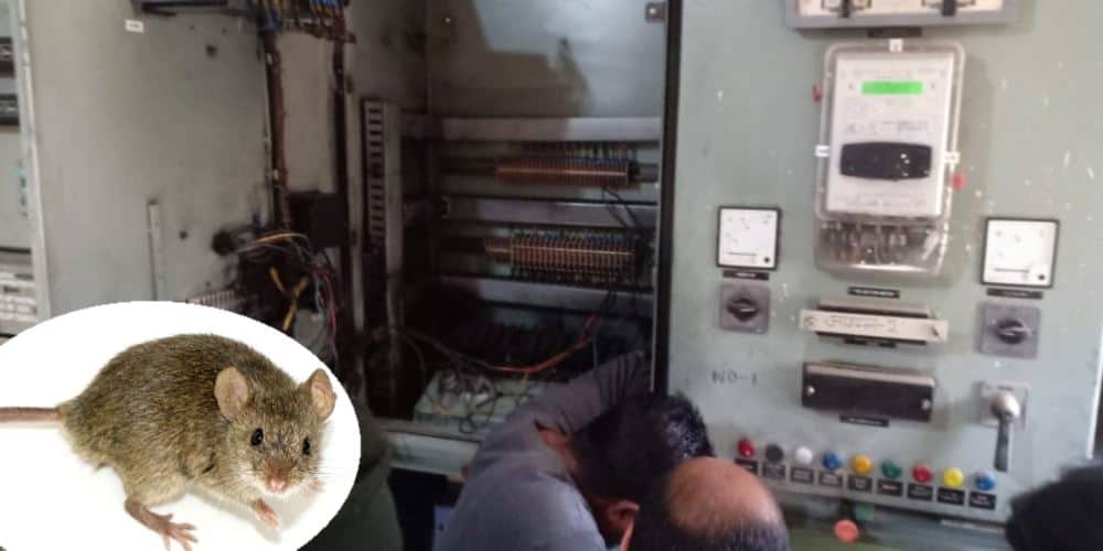 Power plant caught fire due to mouse in dehradun