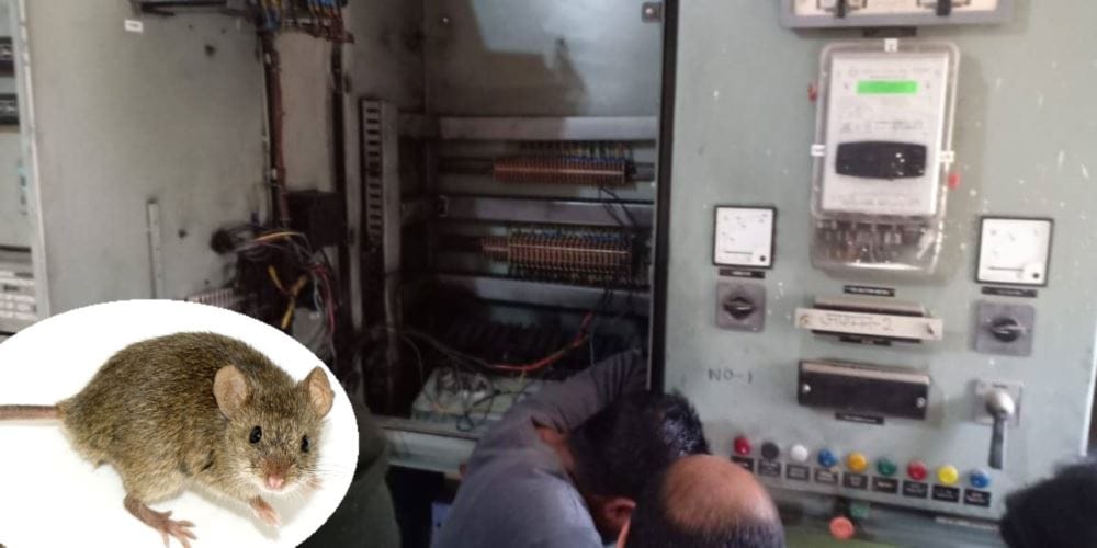 Power plant caught fire due to mouse in dehradun