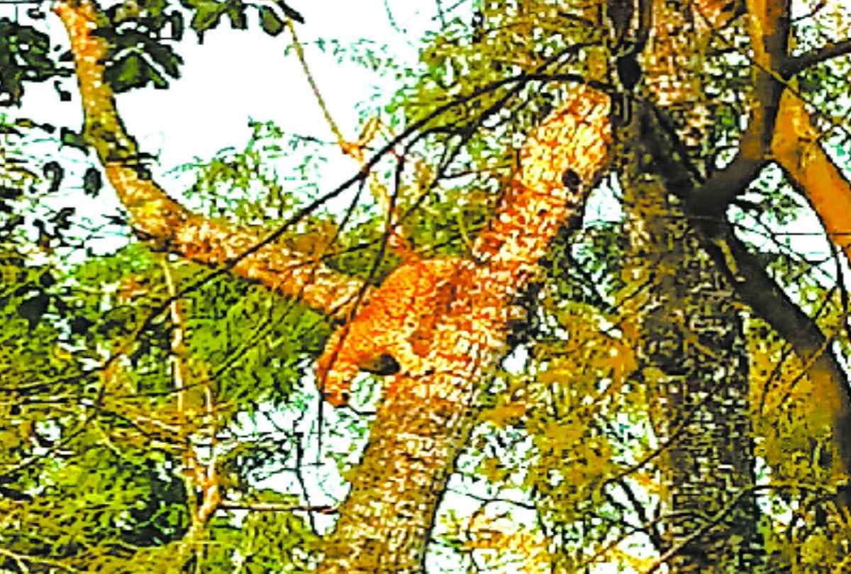 leopard climbed on a tree in bahraich