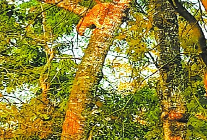 leopard climbed on a tree in bahraich