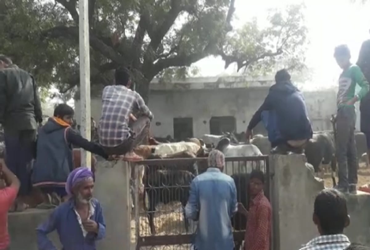 Farmers closed destitute animals in primary school at hathras