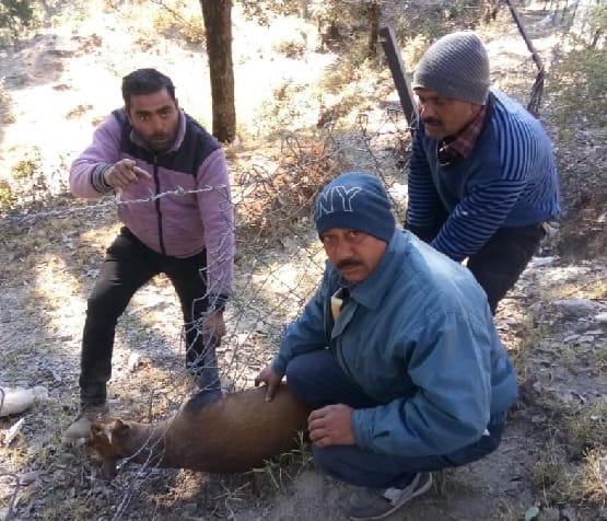 चौबटिया में तारबाड़ में फंसे काकड़ को बचाया