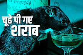 ...तो 800 लीटर कच्ची शराब पी गए चूहे