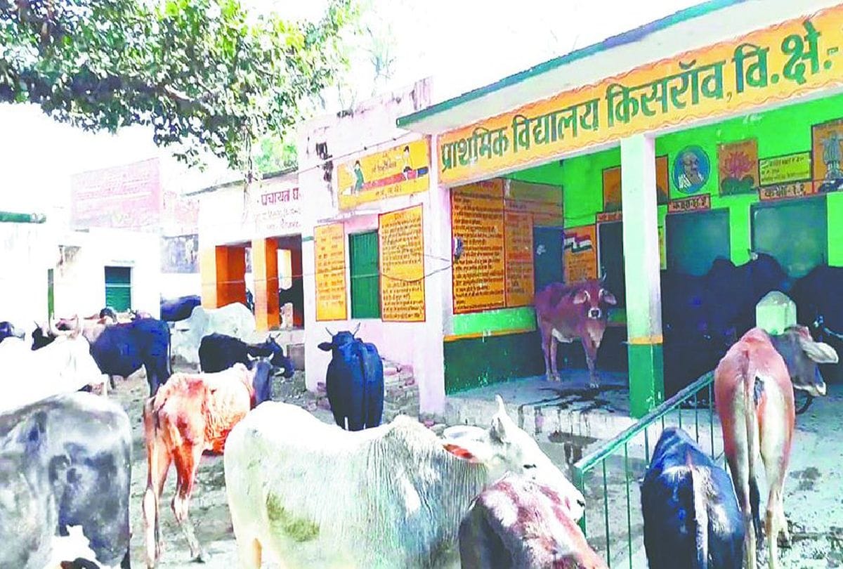 Stray animals locked in government school by villagers in firozabad