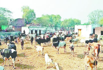farmers protest against stray animals problem in mathura