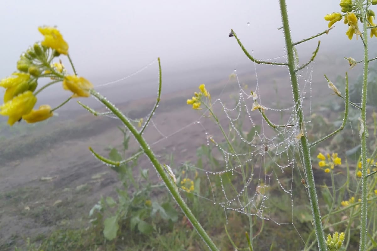 winter season, weather forecast for haryana