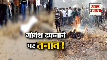 cows were unburied in Iglas town IN Aligarh OF UTTAR PRADESH