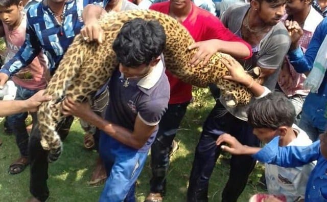 Death of suspected leopard in Sohagibarwa