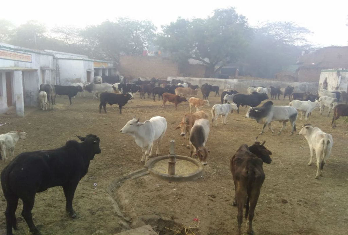 stray cattles locked in government schools by villagers in agra mathura