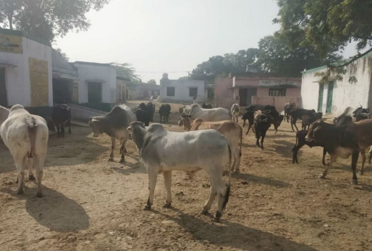 stray cattles locked in government schools by villagers in agra mathura
