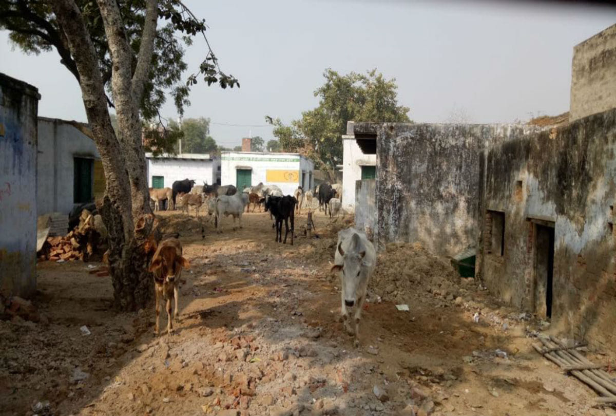 stray cattles locked in government schools by villagers in agra mathura