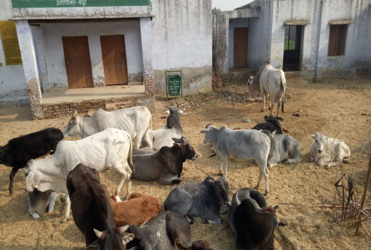 stray animals and govansh locked in government schools by farmers in mathura