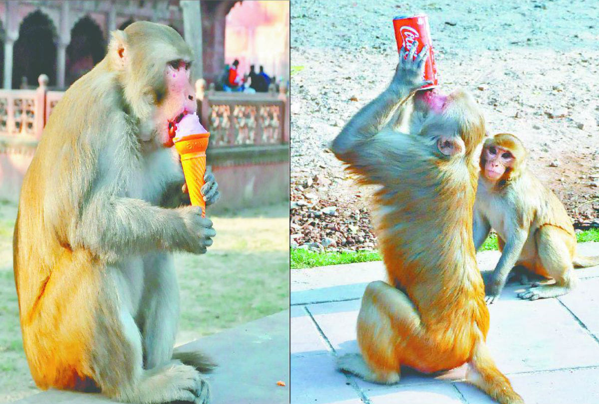 forest department team caught alpha monkeys in agra