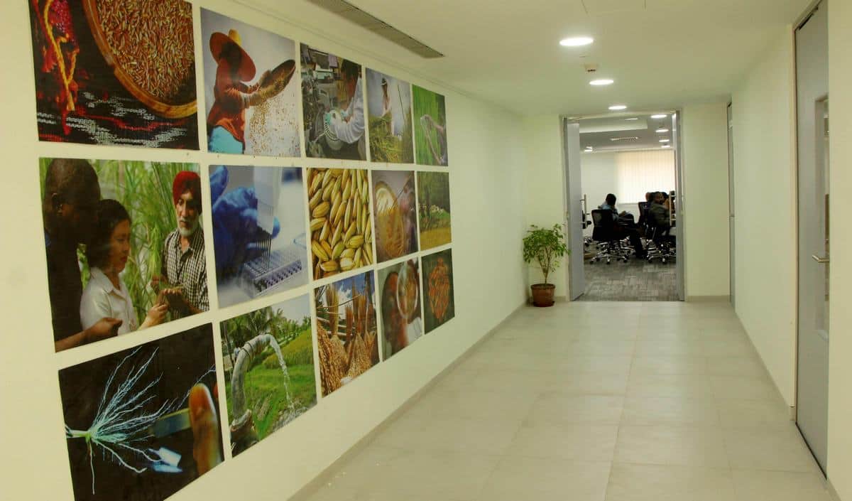 PM narendra modi will inaugurate international rice research institute in varanasi