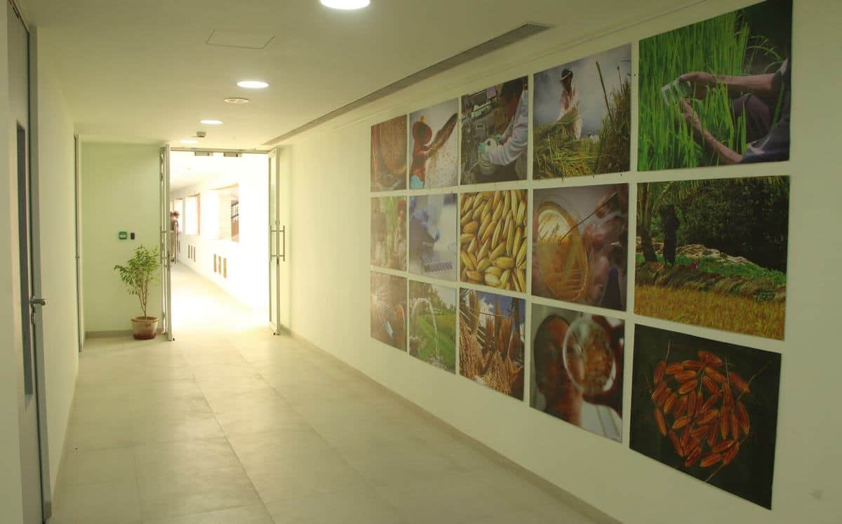 PM narendra modi will inaugurate international rice research institute in varanasi