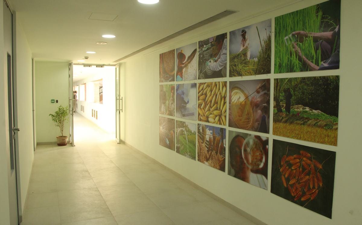 PM narendra modi will inaugurate international rice research institute in varanasi