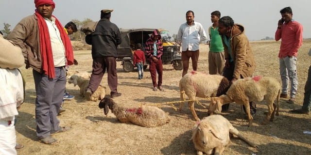 172 sheep, thrown into river Rapti
