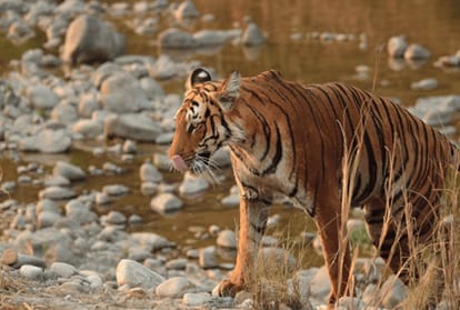 new year celebration in jim corbett with beautiful weather