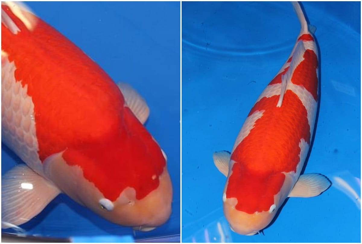 Japan: world most expensive fish sold for more than 12 crores