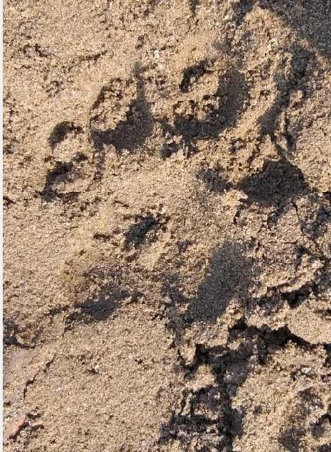 फार्म हाउस के निकट मिले बाघ के पगचिन्ह, दहशत