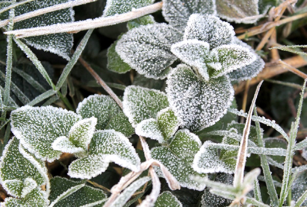 Bijnor, Cold is rising in West UP and the temperature is 0.2 degrees