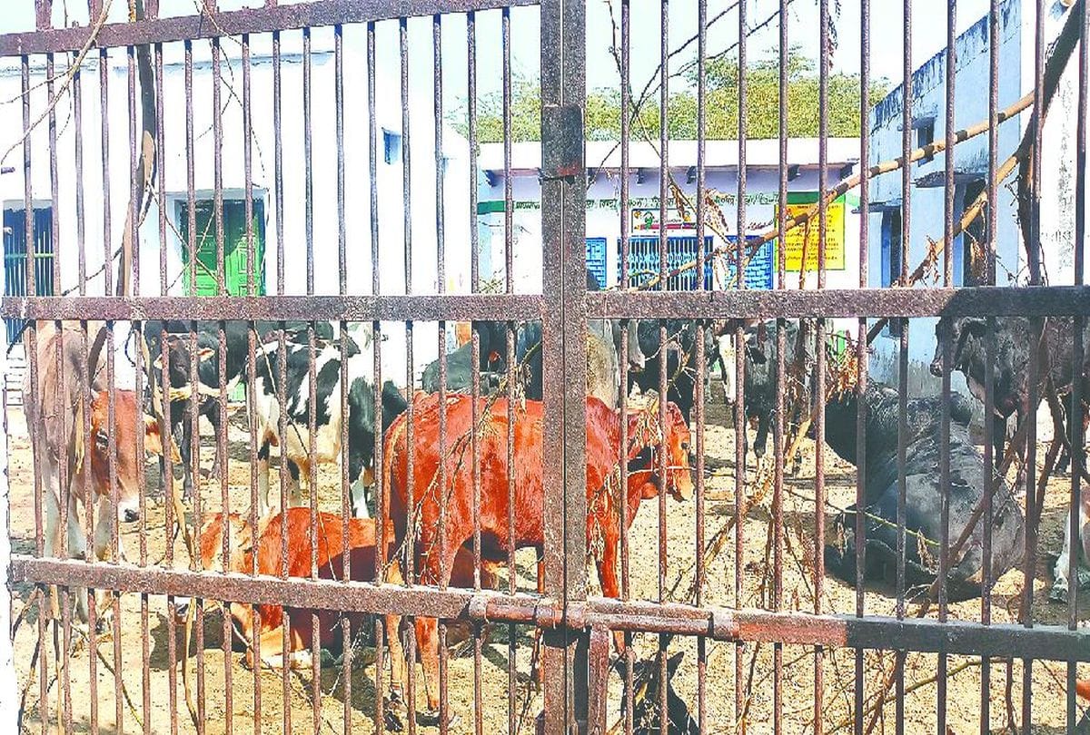 six cows dies in government school of mathura
