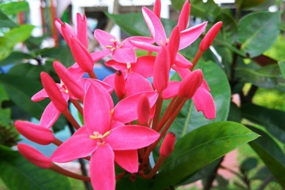 flowers demand increase on New Year price getting high look at these pictures