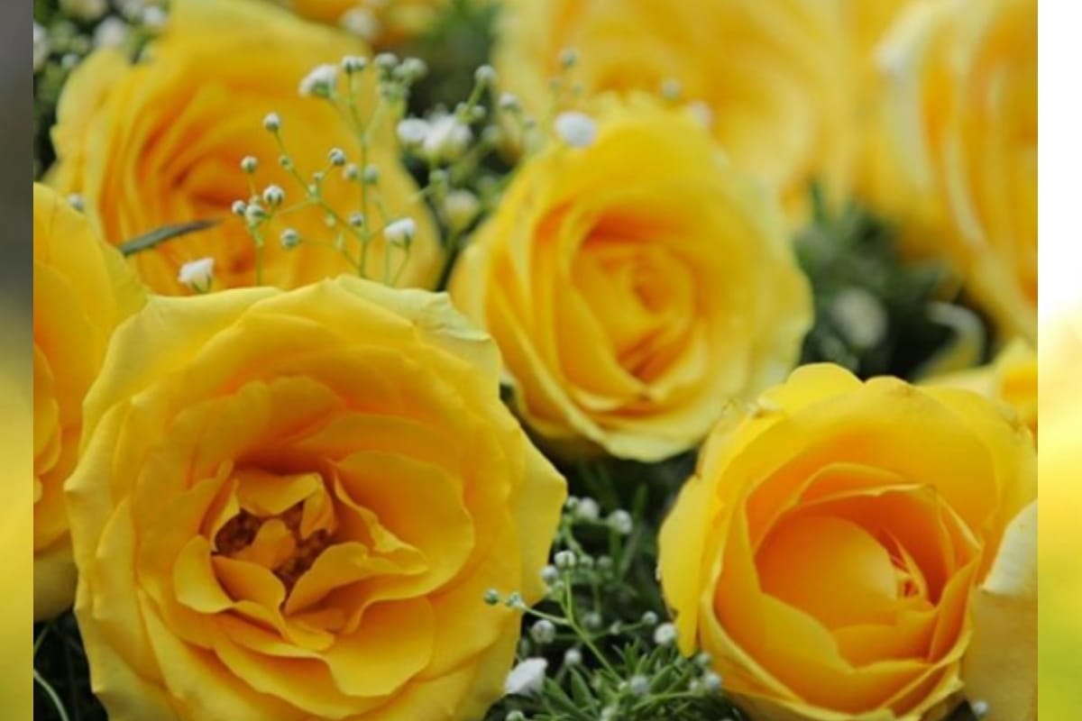 flowers demand increase on New Year price getting high look at these pictures