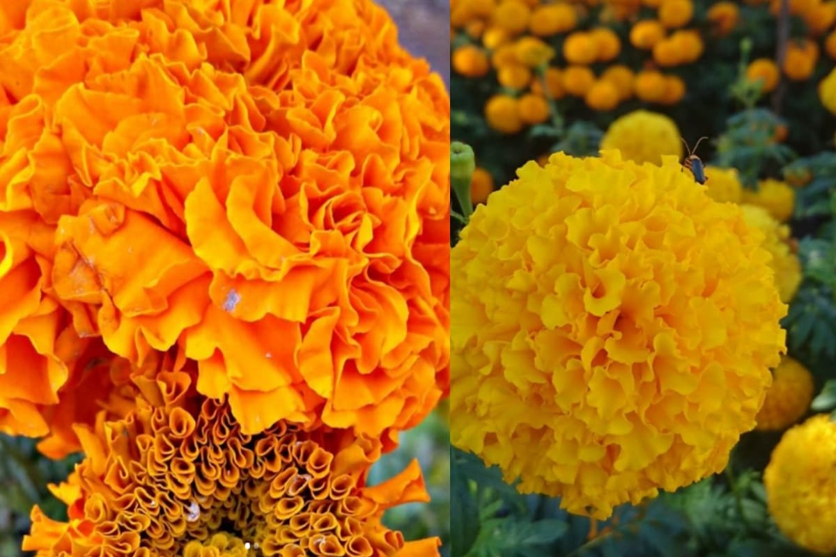 flowers demand increase on New Year price getting high look at these pictures
