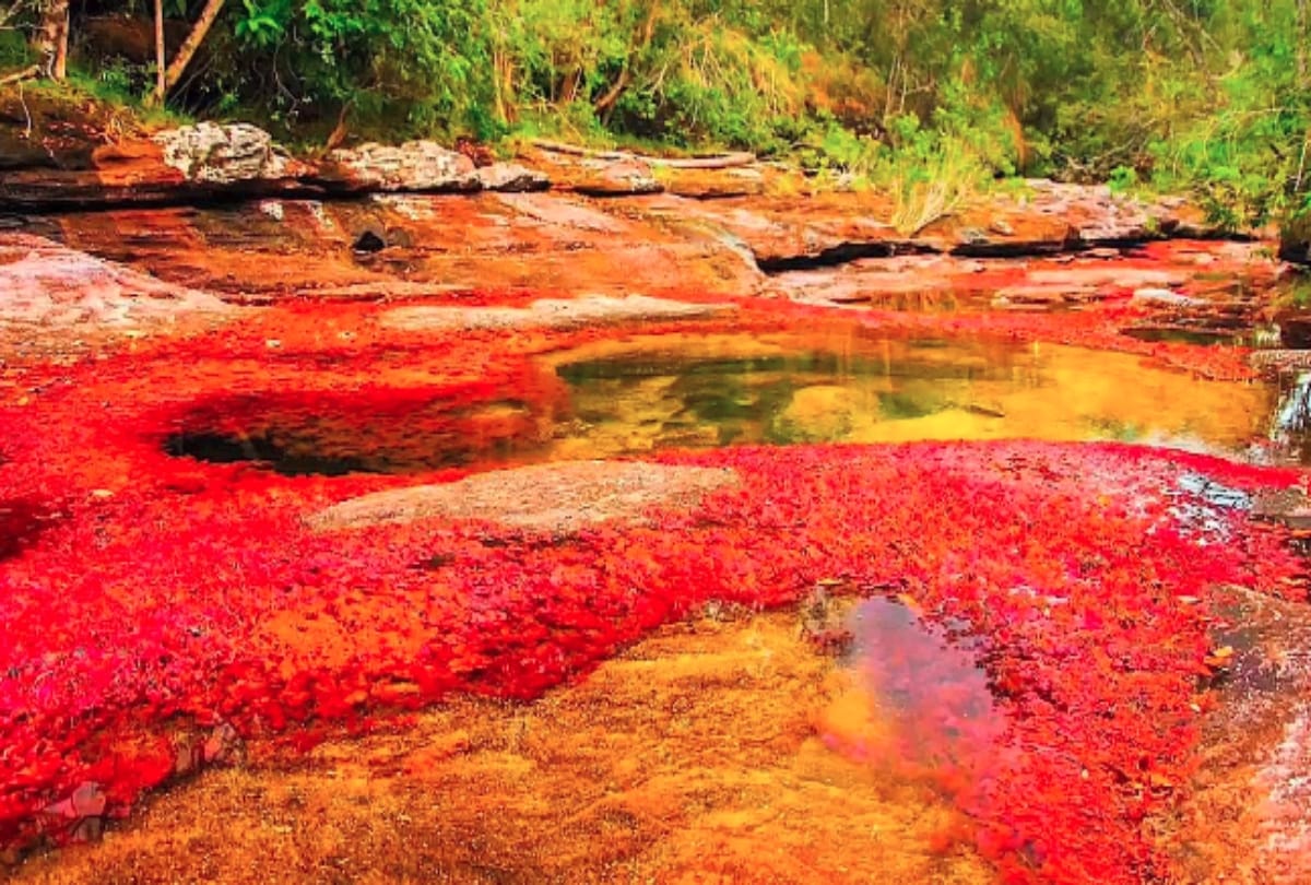 colombia river of five colours know the more
