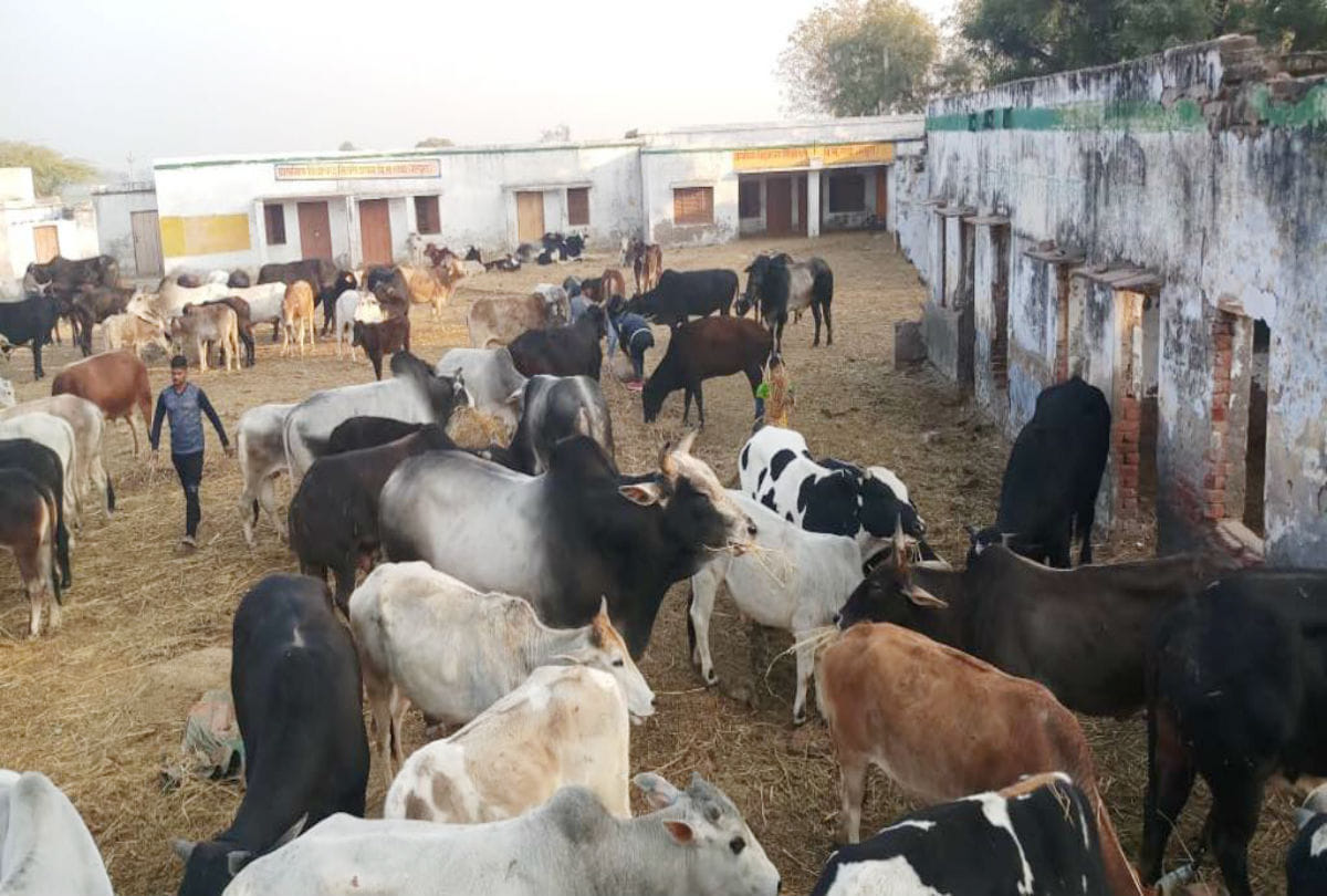 thousands cows locked in government school by farmers in mathura