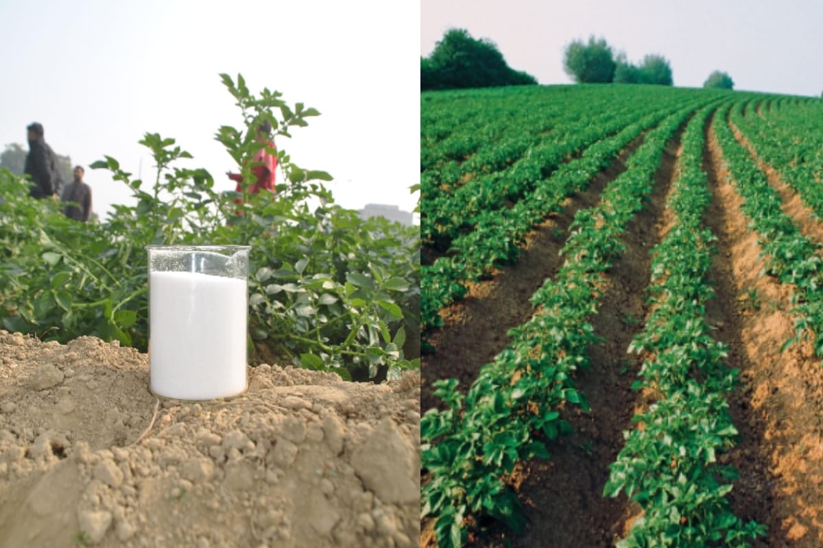 Research: Farmer will get good crop of potato out of low watering  in meerut