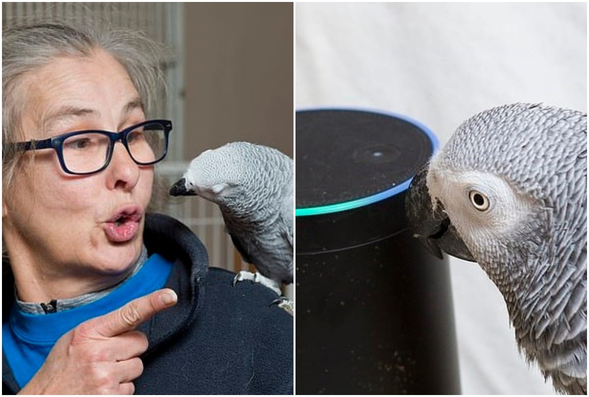 Parrot places order amazon alexa from owners account