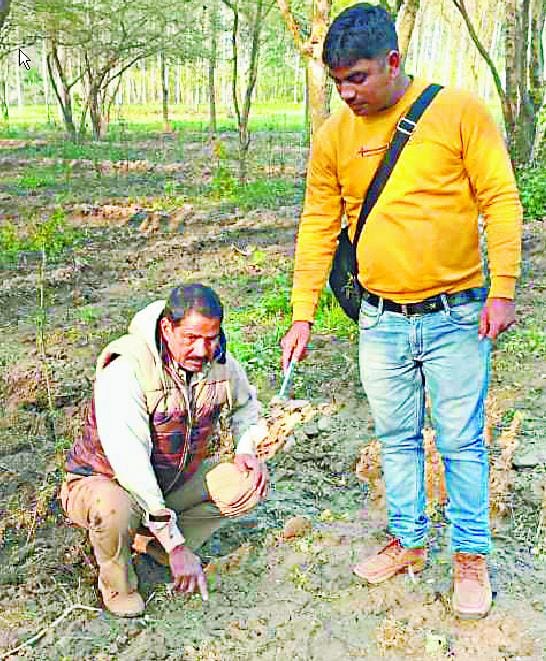 अमरिया क्षेत्र में बाघ की चहलकदमी जारी
