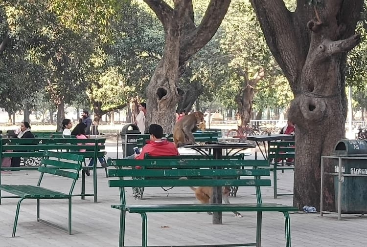 Students troubled by monkeys at Punjab University in chandigarh