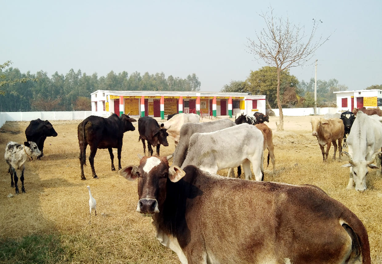 Farmers angry from loss of crops
