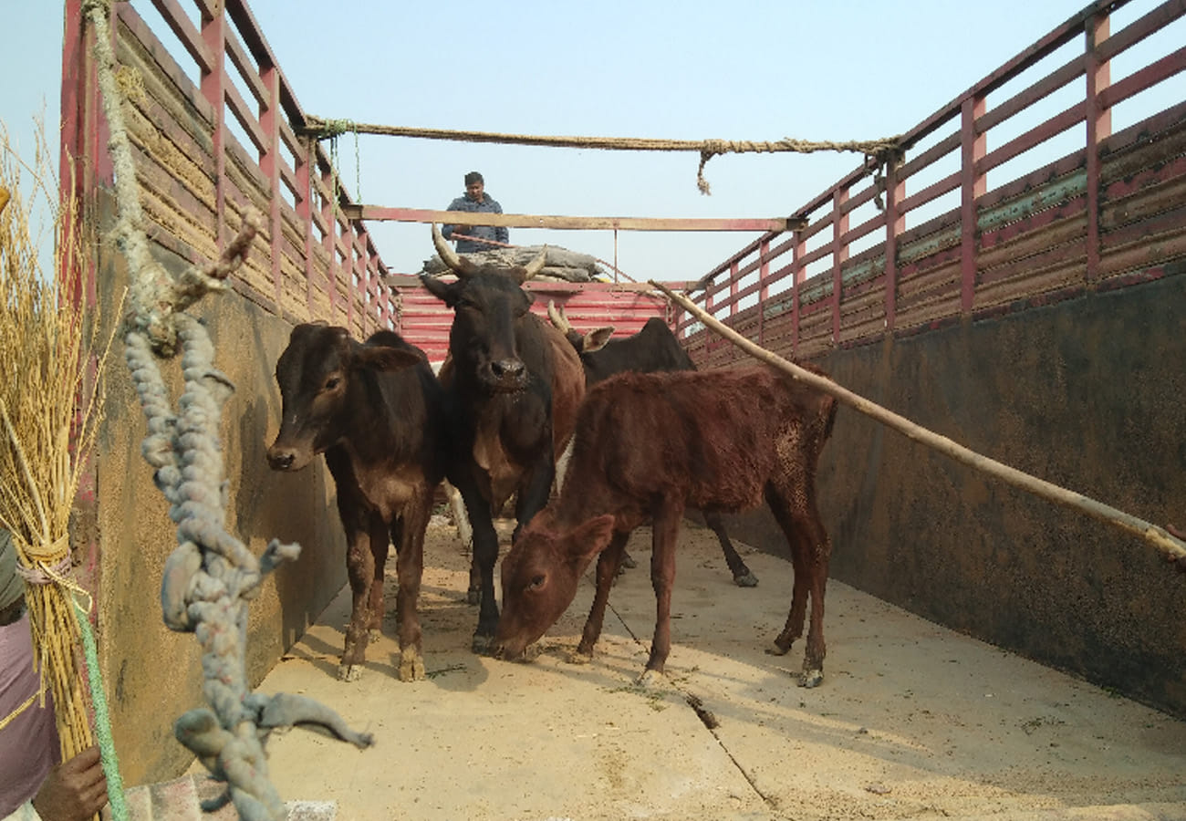 Farmers angry from loss of crops