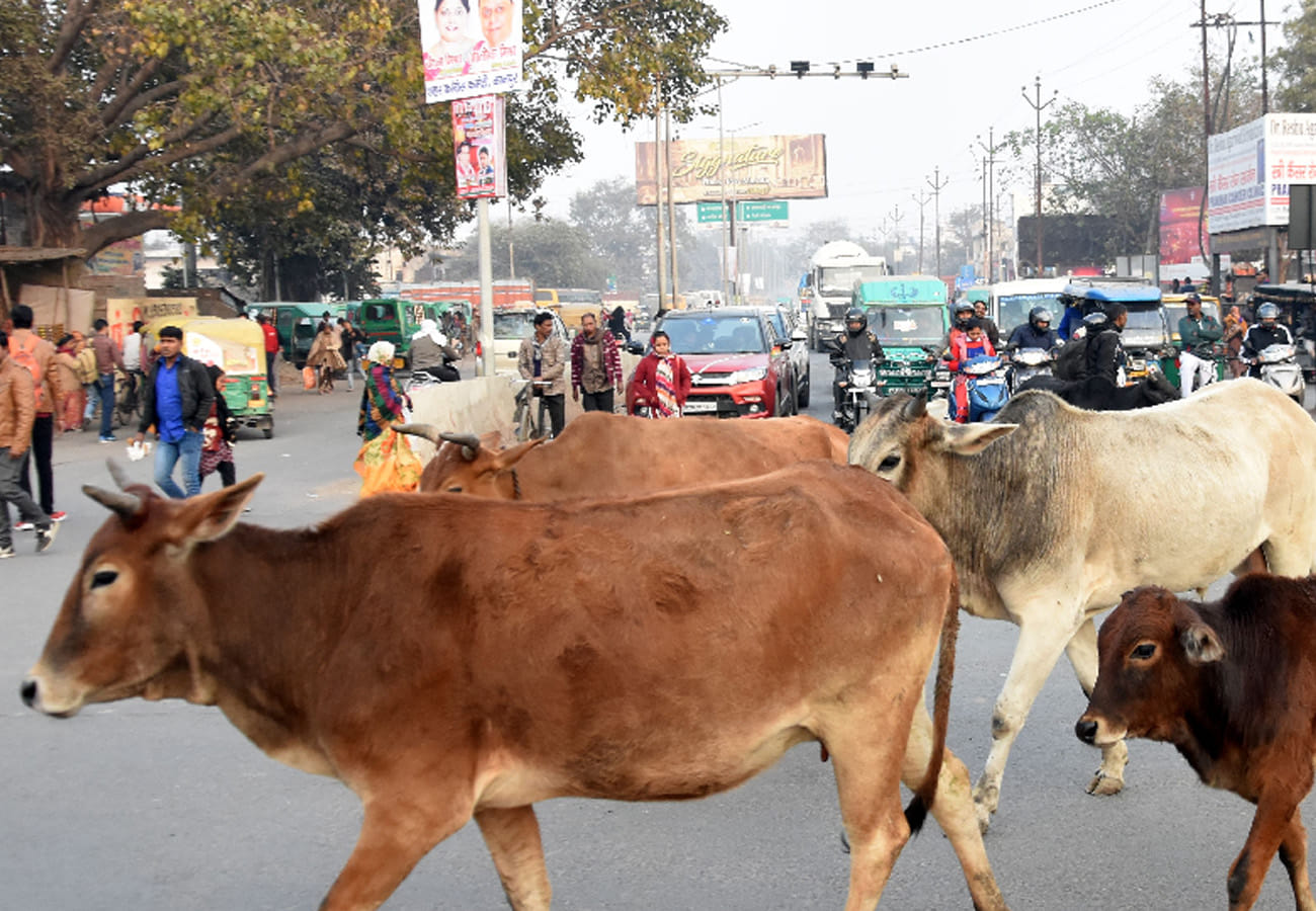 Farmers angry from loss of crops