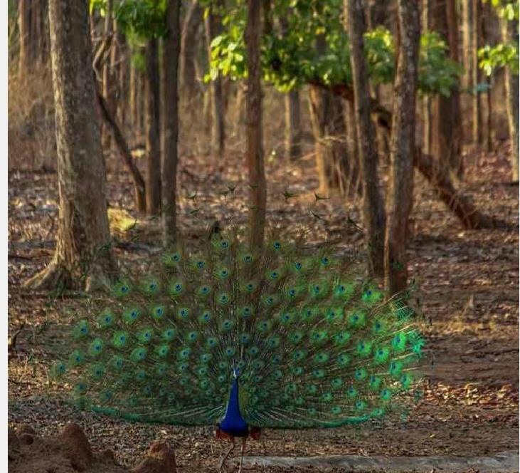 साल के अंतिम दिन पर्यटकों से गुलजार रहा टाइगर रिजर्व