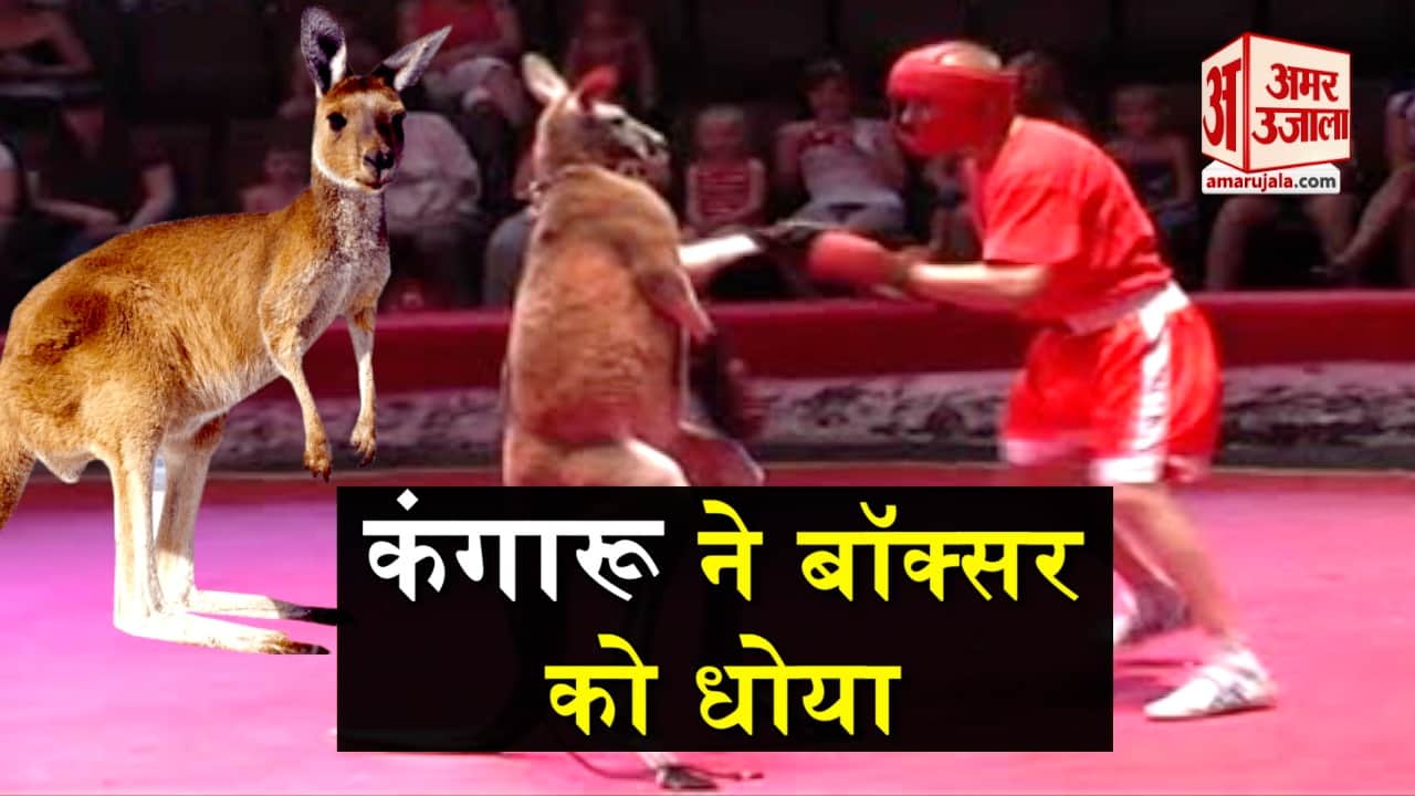 kangaroo boxing
