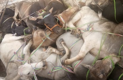 Animal smuggler truck enter in hut seven family member died in chandauli