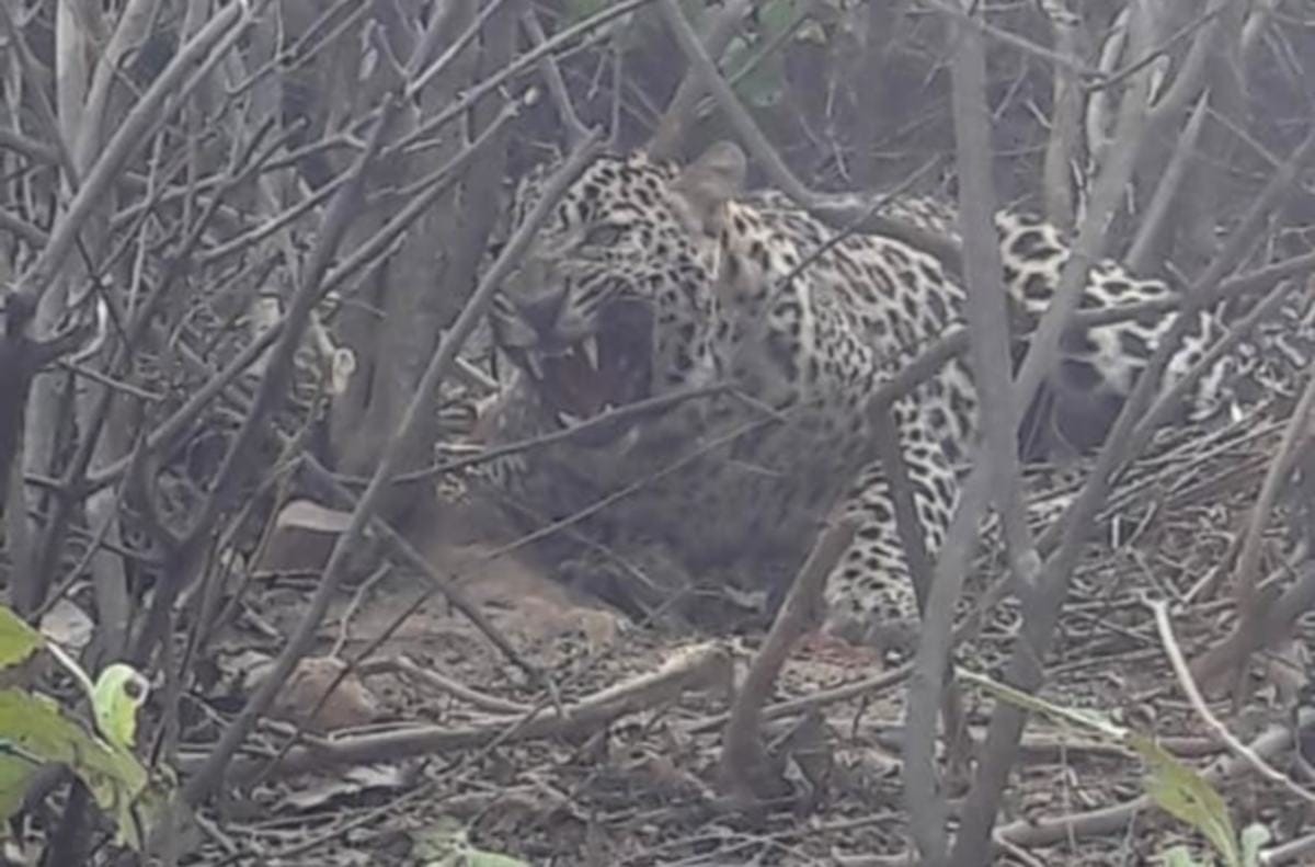 girl eaten by leopard in behraich will collection fodder for cattle